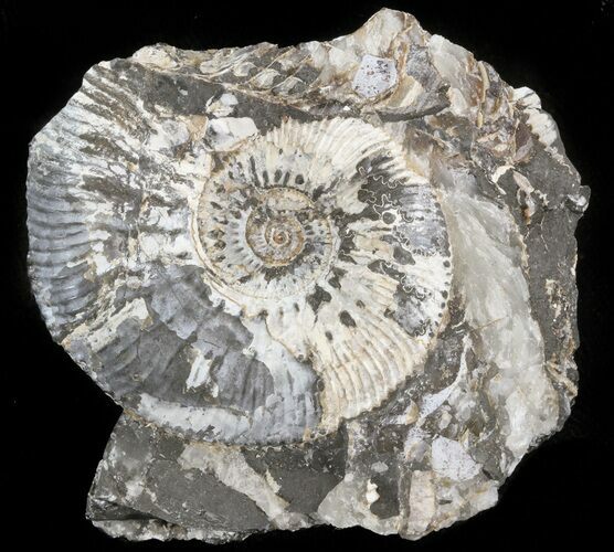 Wide Kosmoceras Ammonite in Matrix- England #42661